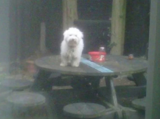 Illustration de l'article : 7 chiens pour lesquels transgresser les règles est un mode de vie à part entière