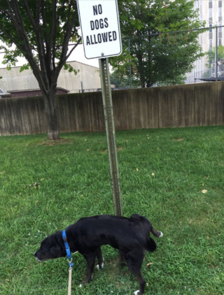 Illustration de l'article : 7 chiens pour lesquels transgresser les règles est un mode de vie à part entière