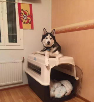 Illustration de l'article : 7 chiens pour lesquels transgresser les règles est un mode de vie à part entière