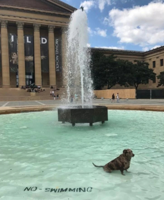 Illustration de l'article : 7 chiens pour lesquels transgresser les règles est un mode de vie à part entière