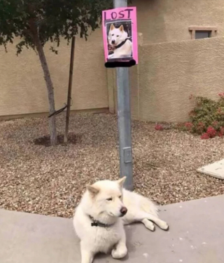 Illustration de l'article : 7 chiens pour lesquels transgresser les règles est un mode de vie à part entière