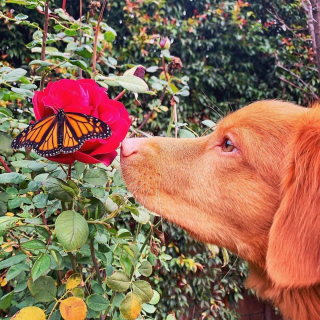 Illustration de l'article : 15 merveilles de photos montrant Milo, Retriever de la Nouvelle-Ecosse, en compagnie de ses amis papillons