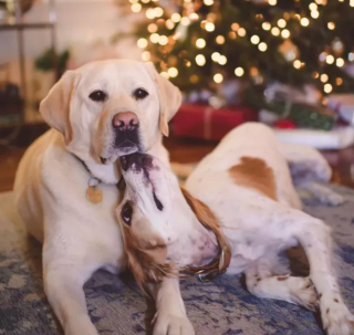 Illustration de l'article : 15 photos attendrissantes de chiens dont l'affection pour leurs congénères est sans limite