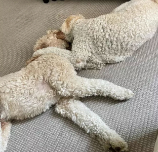 Illustration de l'article : 15 photos attendrissantes de chiens dont l'affection pour leurs congénères est sans limite