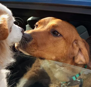 Illustration de l'article : 15 photos attendrissantes de chiens dont l'affection pour leurs congénères est sans limite