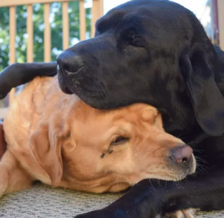 Illustration de l'article : 15 photos attendrissantes de chiens dont l'affection pour leurs congénères est sans limite