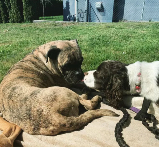 Illustration de l'article : 15 photos attendrissantes de chiens dont l'affection pour leurs congénères est sans limite