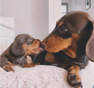Illustration de l'article : 15 photos attendrissantes de chiens dont l'affection pour leurs congénères est sans limite
