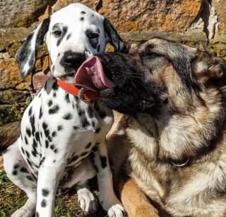 Illustration de l'article : 15 photos attendrissantes de chiens dont l'affection pour leurs congénères est sans limite