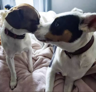 Illustration de l'article : 15 photos attendrissantes de chiens dont l'affection pour leurs congénères est sans limite