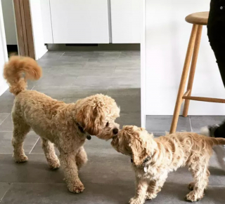 Illustration de l'article : 15 photos attendrissantes de chiens dont l'affection pour leurs congénères est sans limite