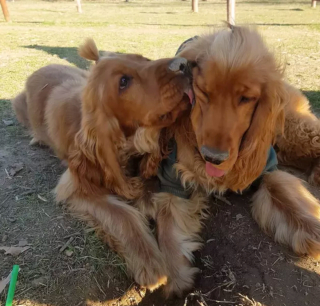 Illustration de l'article : 15 photos attendrissantes de chiens dont l'affection pour leurs congénères est sans limite