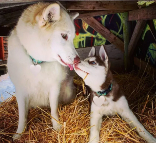 Illustration de l'article : 15 photos attendrissantes de chiens dont l'affection pour leurs congénères est sans limite