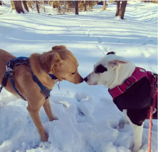 Illustration de l'article : 15 photos attendrissantes de chiens dont l'affection pour leurs congénères est sans limite