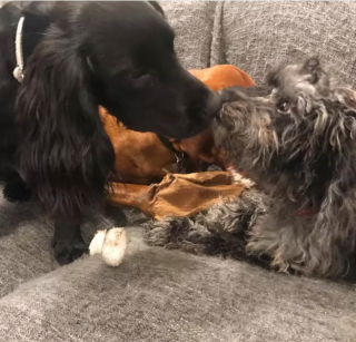 Illustration de l'article : 15 photos attendrissantes de chiens dont l'affection pour leurs congénères est sans limite