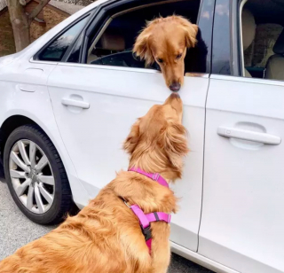 Illustration de l'article : 15 photos attendrissantes de chiens dont l'affection pour leurs congénères est sans limite