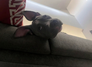 Illustration de l'article : 20 photos illustrant cette formidable capacité qu'ont nos chiens à nous parler avec leurs yeux