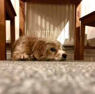 Illustration de l'article : 20 photos illustrant cette formidable capacité qu'ont nos chiens à nous parler avec leurs yeux