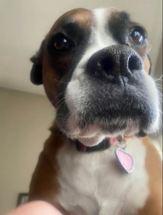 Illustration de l'article : 20 photos illustrant cette formidable capacité qu'ont nos chiens à nous parler avec leurs yeux