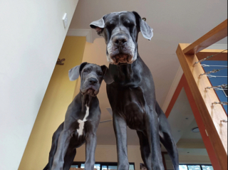 Illustration de l'article : 20 photos illustrant cette formidable capacité qu'ont nos chiens à nous parler avec leurs yeux