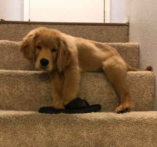 Illustration de l'article : 20 photos illustrant cette formidable capacité qu'ont nos chiens à nous parler avec leurs yeux