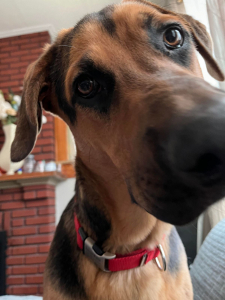 Illustration de l'article : 20 photos illustrant cette formidable capacité qu'ont nos chiens à nous parler avec leurs yeux