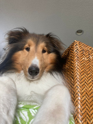 Illustration de l'article : 20 photos illustrant cette formidable capacité qu'ont nos chiens à nous parler avec leurs yeux