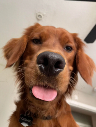 Illustration de l'article : 20 photos illustrant cette formidable capacité qu'ont nos chiens à nous parler avec leurs yeux