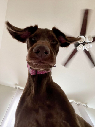 Illustration de l'article : 20 photos illustrant cette formidable capacité qu'ont nos chiens à nous parler avec leurs yeux