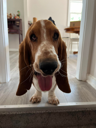 Illustration de l'article : 20 photos illustrant cette formidable capacité qu'ont nos chiens à nous parler avec leurs yeux