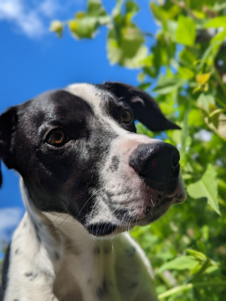 Illustration de l'article : 20 photos illustrant cette formidable capacité qu'ont nos chiens à nous parler avec leurs yeux