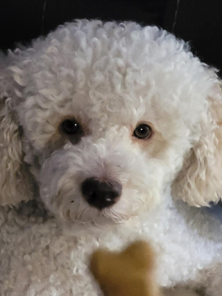 Illustration de l'article : 20 photos illustrant cette formidable capacité qu'ont nos chiens à nous parler avec leurs yeux