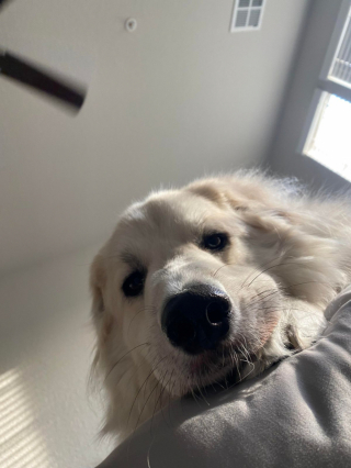 Illustration de l'article : 20 photos illustrant cette formidable capacité qu'ont nos chiens à nous parler avec leurs yeux