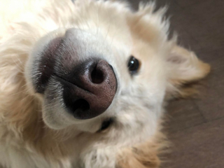 Illustration de l'article : 20 photos illustrant cette formidable capacité qu'ont nos chiens à nous parler avec leurs yeux