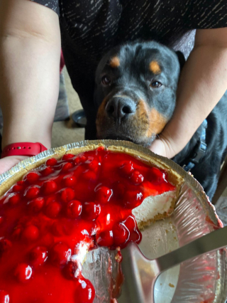 Illustration de l'article : 20 photos illustrant cette formidable capacité qu'ont nos chiens à nous parler avec leurs yeux