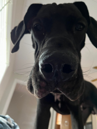 Illustration de l'article : 20 photos illustrant cette formidable capacité qu'ont nos chiens à nous parler avec leurs yeux