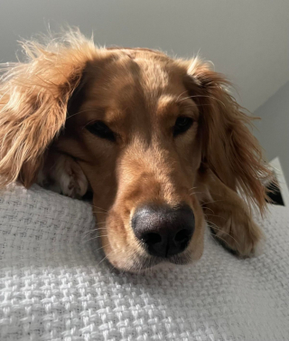 Illustration de l'article : 20 photos illustrant cette formidable capacité qu'ont nos chiens à nous parler avec leurs yeux