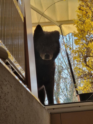 Illustration de l'article : 20 photos illustrant cette formidable capacité qu'ont nos chiens à nous parler avec leurs yeux