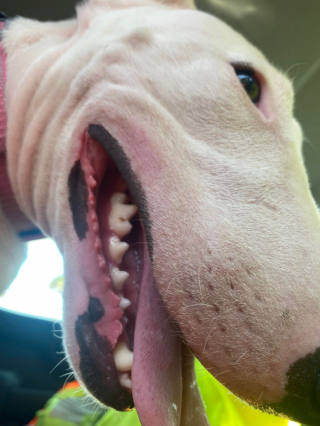 Illustration de l'article : 20 photos illustrant cette formidable capacité qu'ont nos chiens à nous parler avec leurs yeux