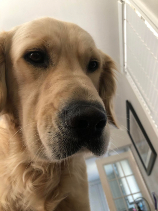 Illustration de l'article : 20 photos illustrant cette formidable capacité qu'ont nos chiens à nous parler avec leurs yeux