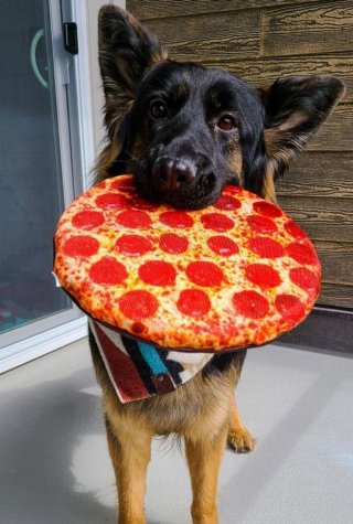 Illustration de l'article : 13 photos adorables de chiens qui tiennent à leurs jouets plus que tout au monde