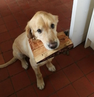 Illustration de l'article : 13 photos adorables de chiens qui tiennent à leurs jouets plus que tout au monde