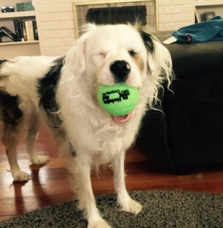 Illustration de l'article : 13 photos adorables de chiens qui tiennent à leurs jouets plus que tout au monde