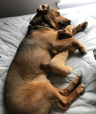 Illustration de l'article : 13 photos adorables de chiens qui tiennent à leurs jouets plus que tout au monde