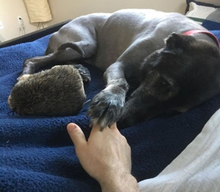 Illustration de l'article : 13 photos adorables de chiens qui tiennent à leurs jouets plus que tout au monde