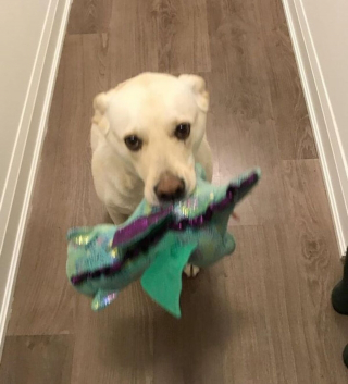 Illustration de l'article : 13 photos adorables de chiens qui tiennent à leurs jouets plus que tout au monde