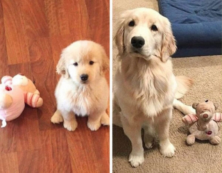 Illustration de l'article : 13 photos adorables de chiens qui tiennent à leurs jouets plus que tout au monde