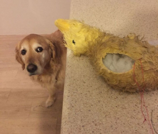 Illustration de l'article : 13 photos adorables de chiens qui tiennent à leurs jouets plus que tout au monde