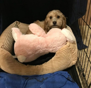 Illustration de l'article : 13 photos adorables de chiens qui tiennent à leurs jouets plus que tout au monde