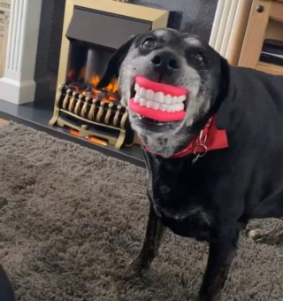 Illustration de l'article : 13 photos adorables de chiens qui tiennent à leurs jouets plus que tout au monde